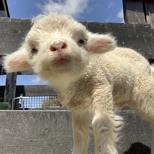 𖦹 -96lbs tweet media