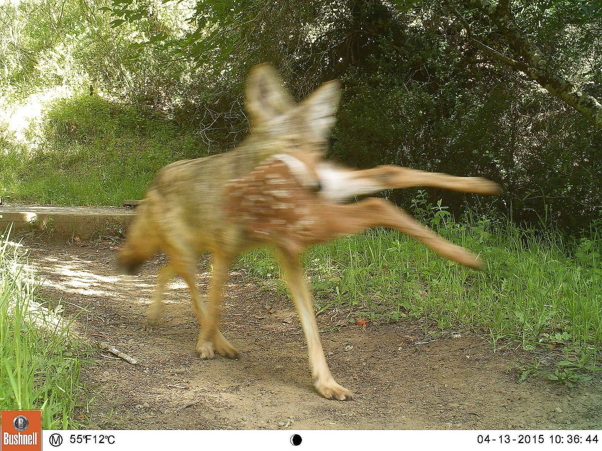 trailcam tweet media