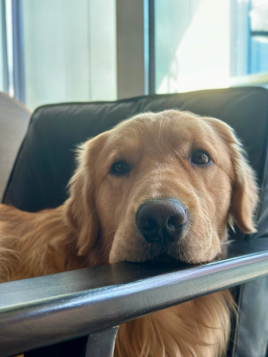 vanessa pelletier tweet media