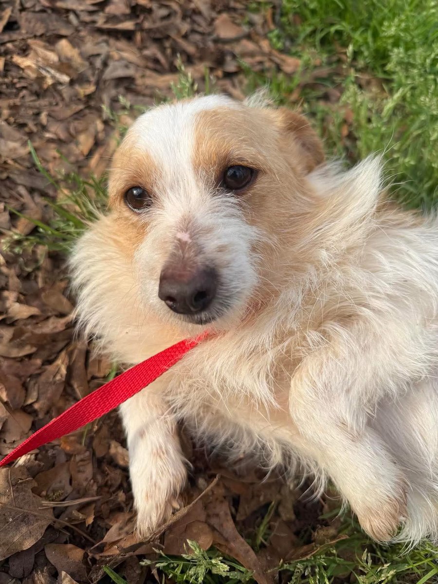 Hounds in Pounds tweet media