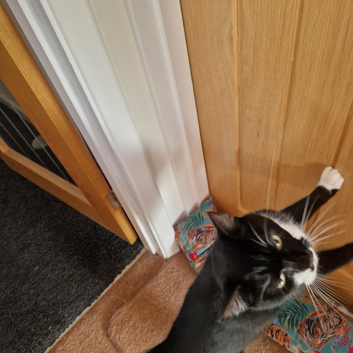 Judith Beilby and IOW Ambassacat Ozzy tweet media