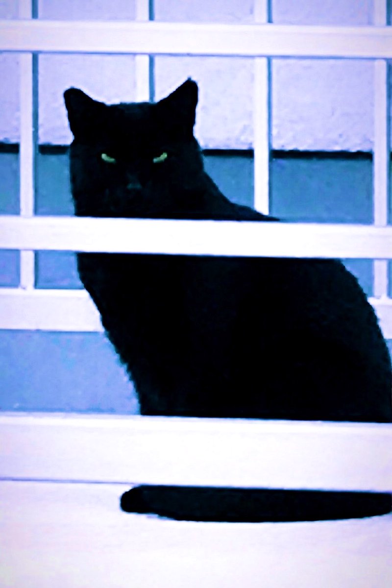 𝕻𝖝𝕻𝖔🇮🇷 tweet media