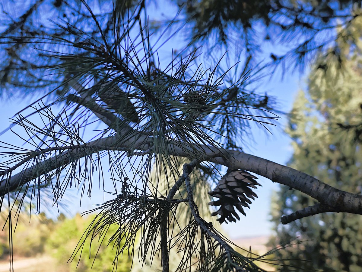 KatySnchez's tweet photo. Ramas de un pino #piña #pino #contraluz #hacerfotos https://t.co/Nr3vZES0sb
