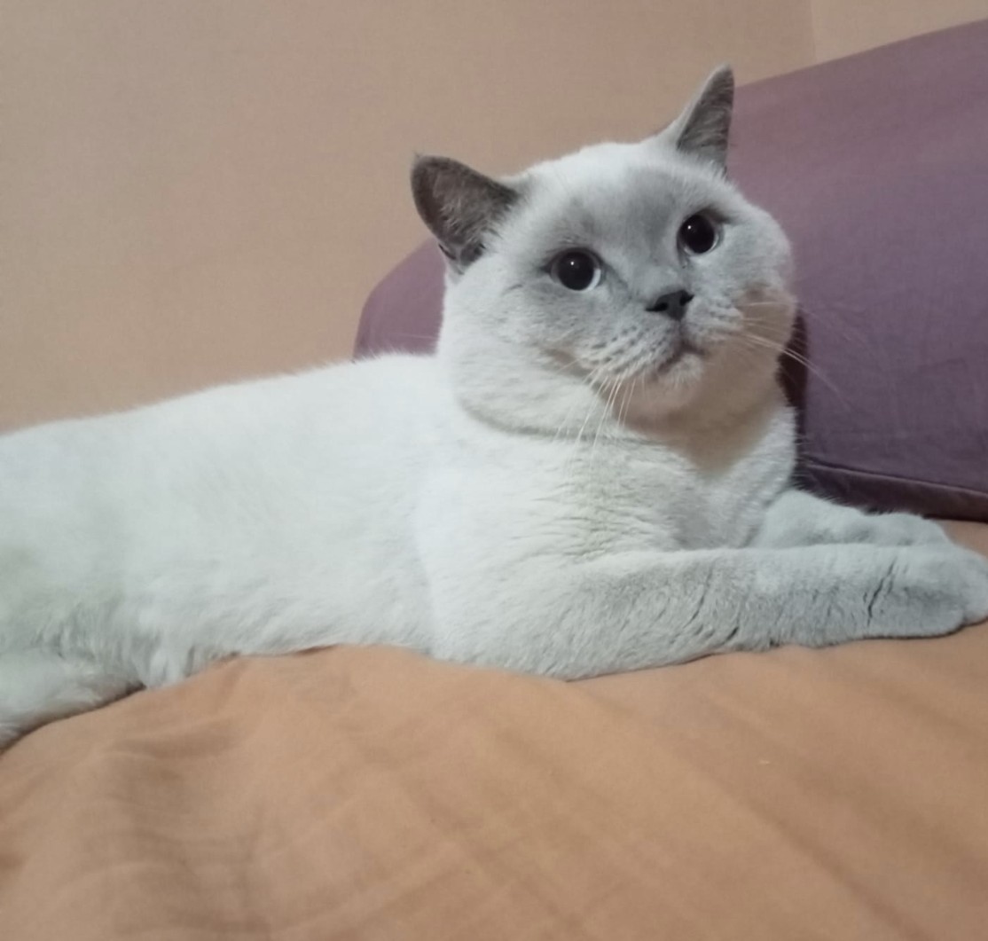 Yüksel Bayram tweet media