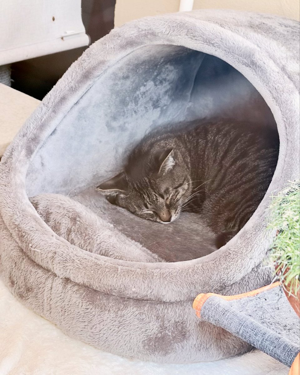 masatsufile's tweet image. インスタグラムにアップした猫写真4日分。

3枚目はストック。2枚目は苦しい写真。

この4日はなかなか苦しかったです。

#masatsu_cat
#catsofinstagram #猫写真