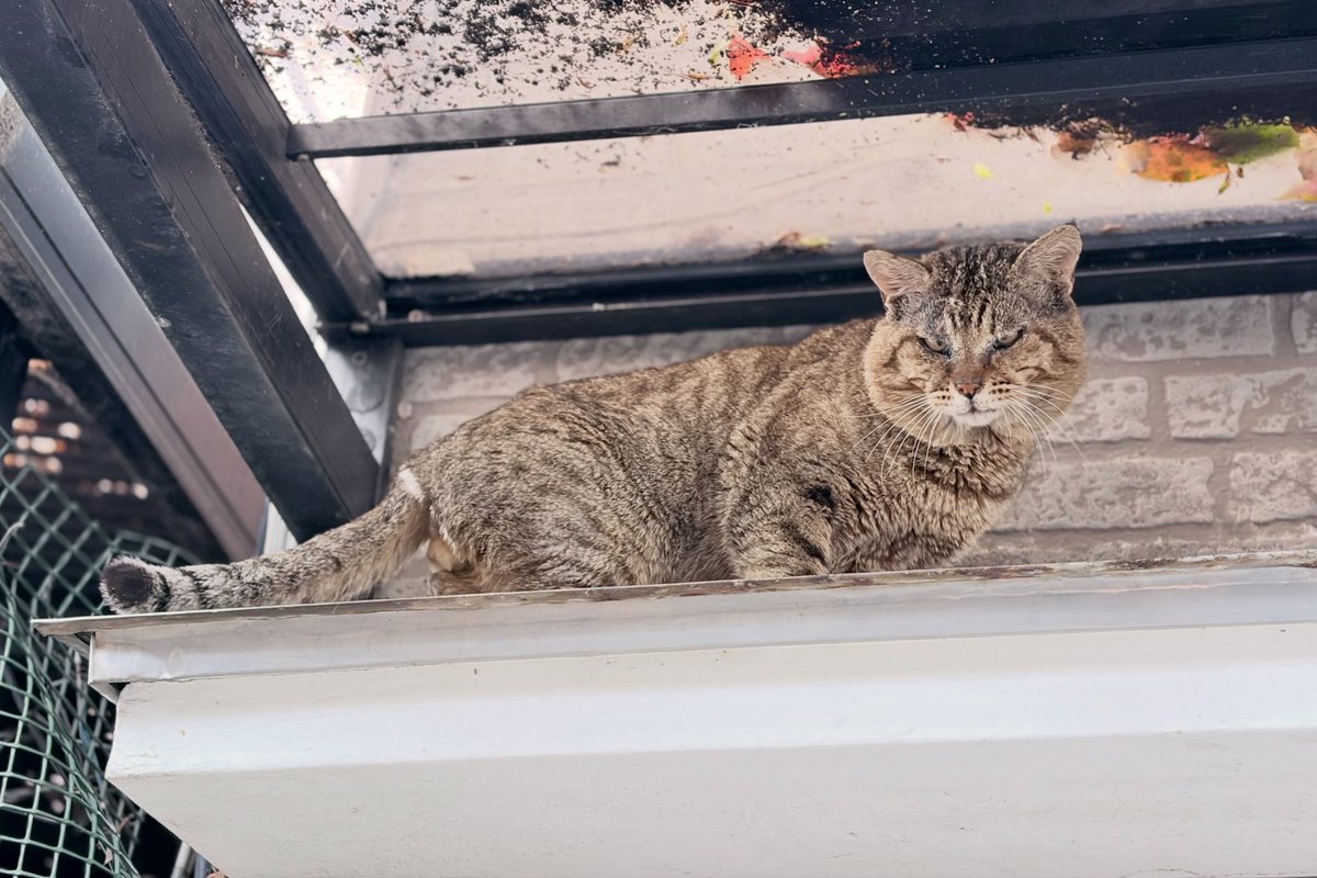 masatsufile's tweet image. インスタグラムにアップした猫写真4日分。

3枚目はストック。2枚目は苦しい写真。

この4日はなかなか苦しかったです。

#masatsu_cat
#catsofinstagram #猫写真