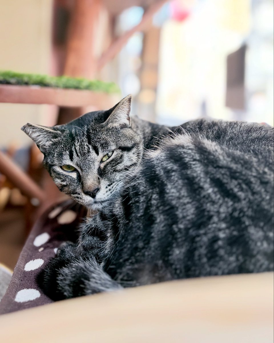 masatsufile's tweet image. インスタグラムにアップした猫写真4日分。

3枚目はストック。2枚目は苦しい写真。

この4日はなかなか苦しかったです。

#masatsu_cat
#catsofinstagram #猫写真