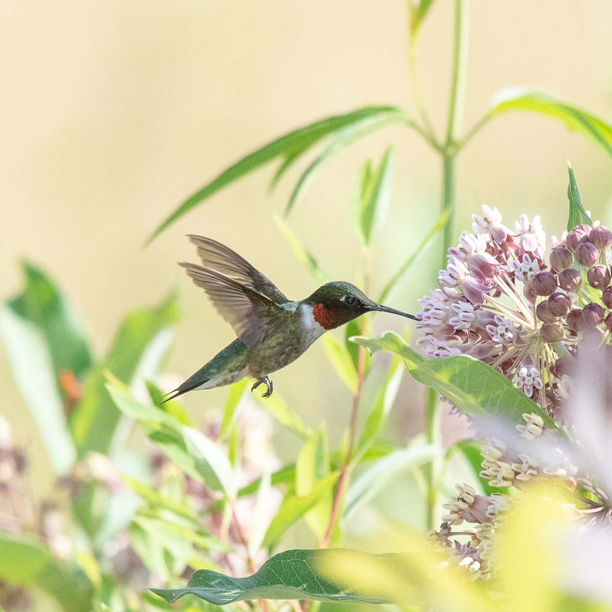 Wildlife Wednesday time! Today we are spotlighting a very small
