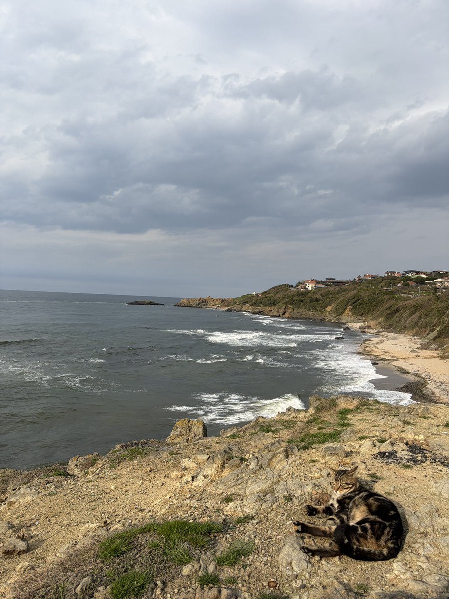 mistik terim tweet media