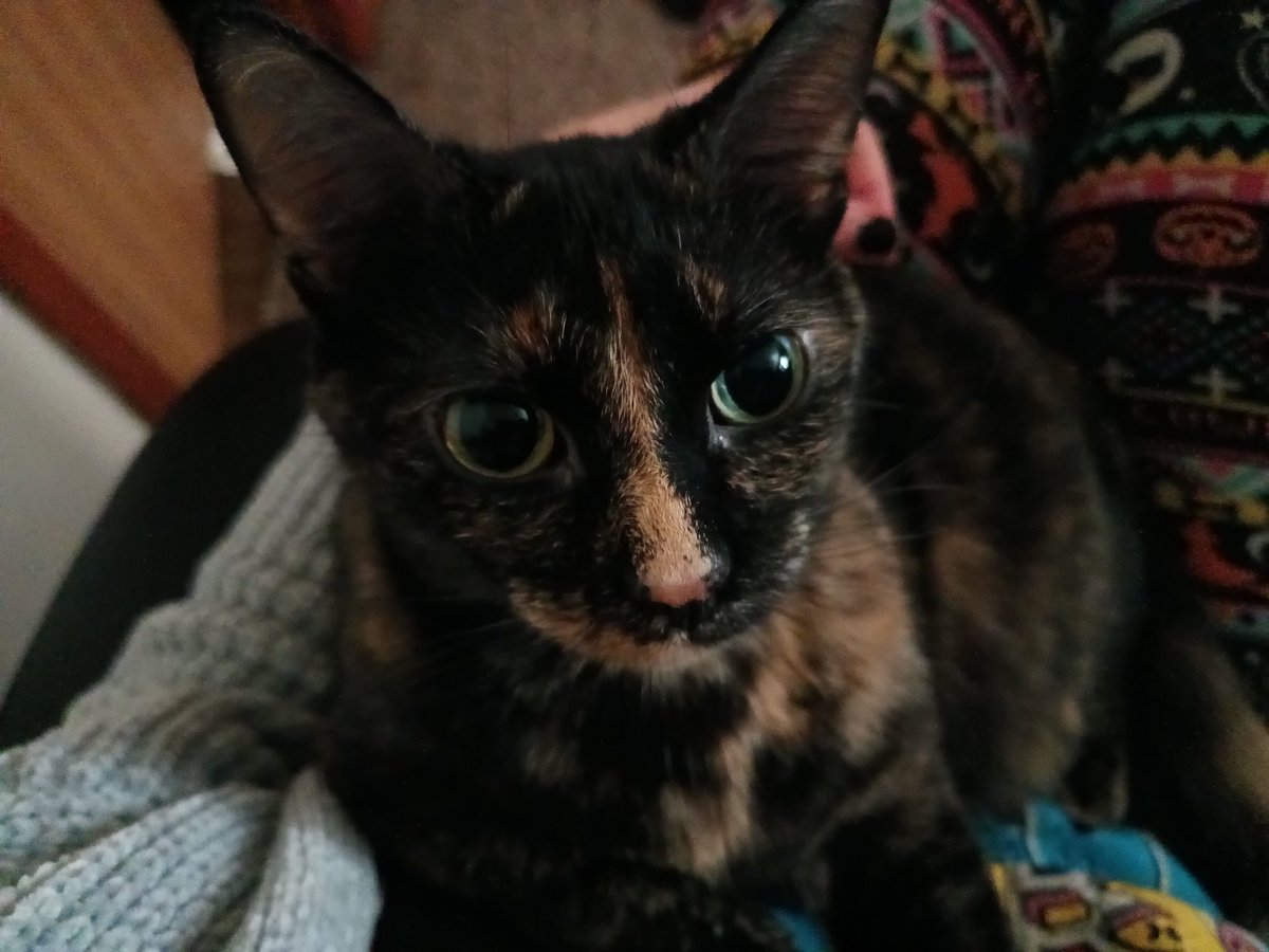 nyazquirky's tweet image. My view rn 
#pets