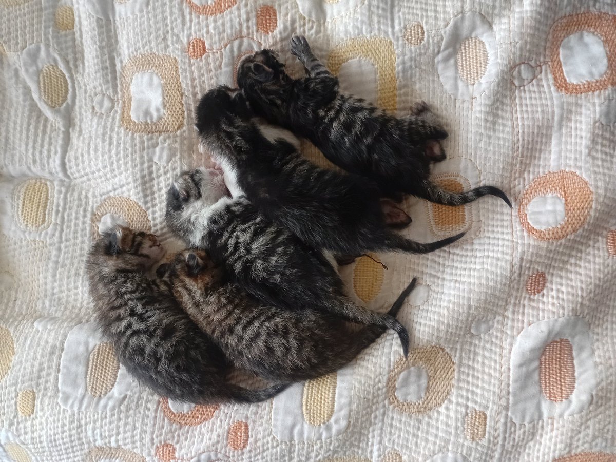 anne yok, 3 günlük yavrular😭 tüm gün iş yerinde olduğum için bakımları aksıyor. hayatta kalmaları için ACİL SÜT ANNE ihtiyacımız var 
-İSTANBUL- FATİH AMA HER YERE GÖTÜREBİLİR

İLETİŞİM DM <a href="/carolinecrale/">berilla🐾</a>