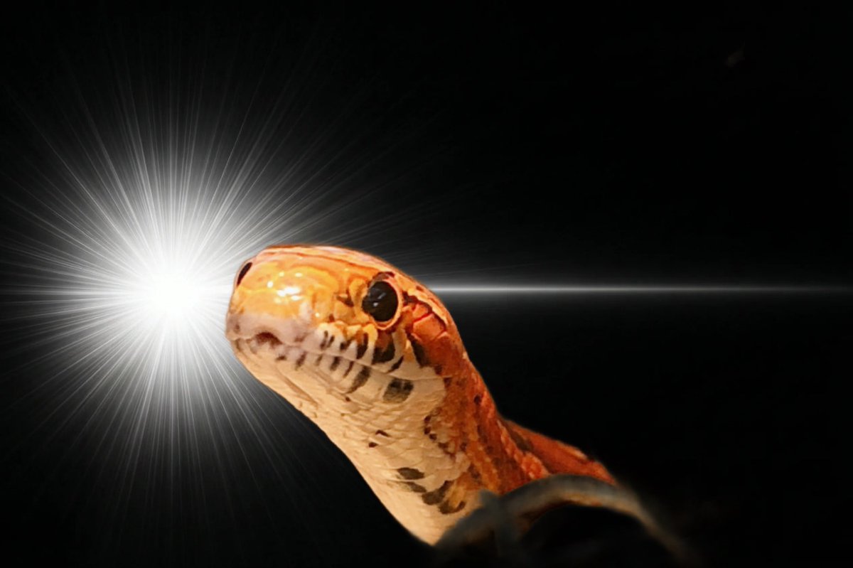 はんぺん🩵🐟🎂 tweet media