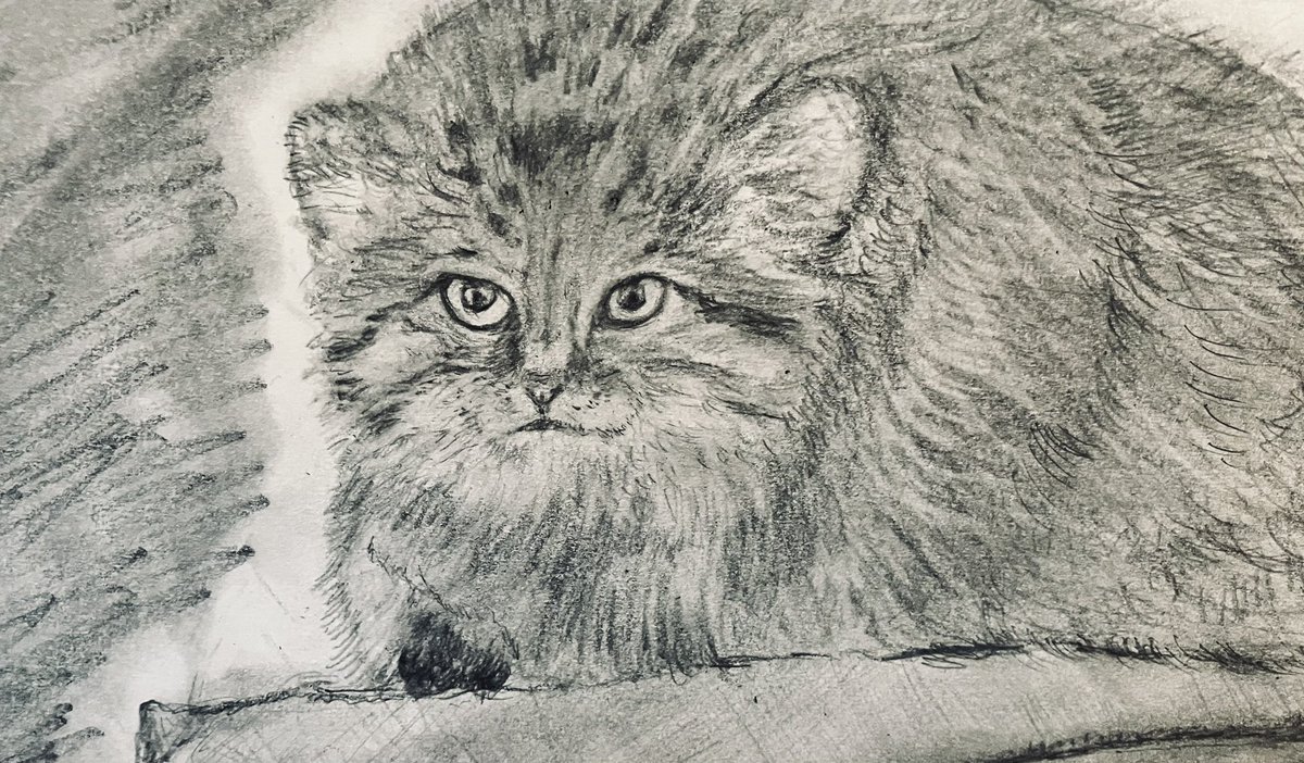 横田惟一郎(zuido) tweet media