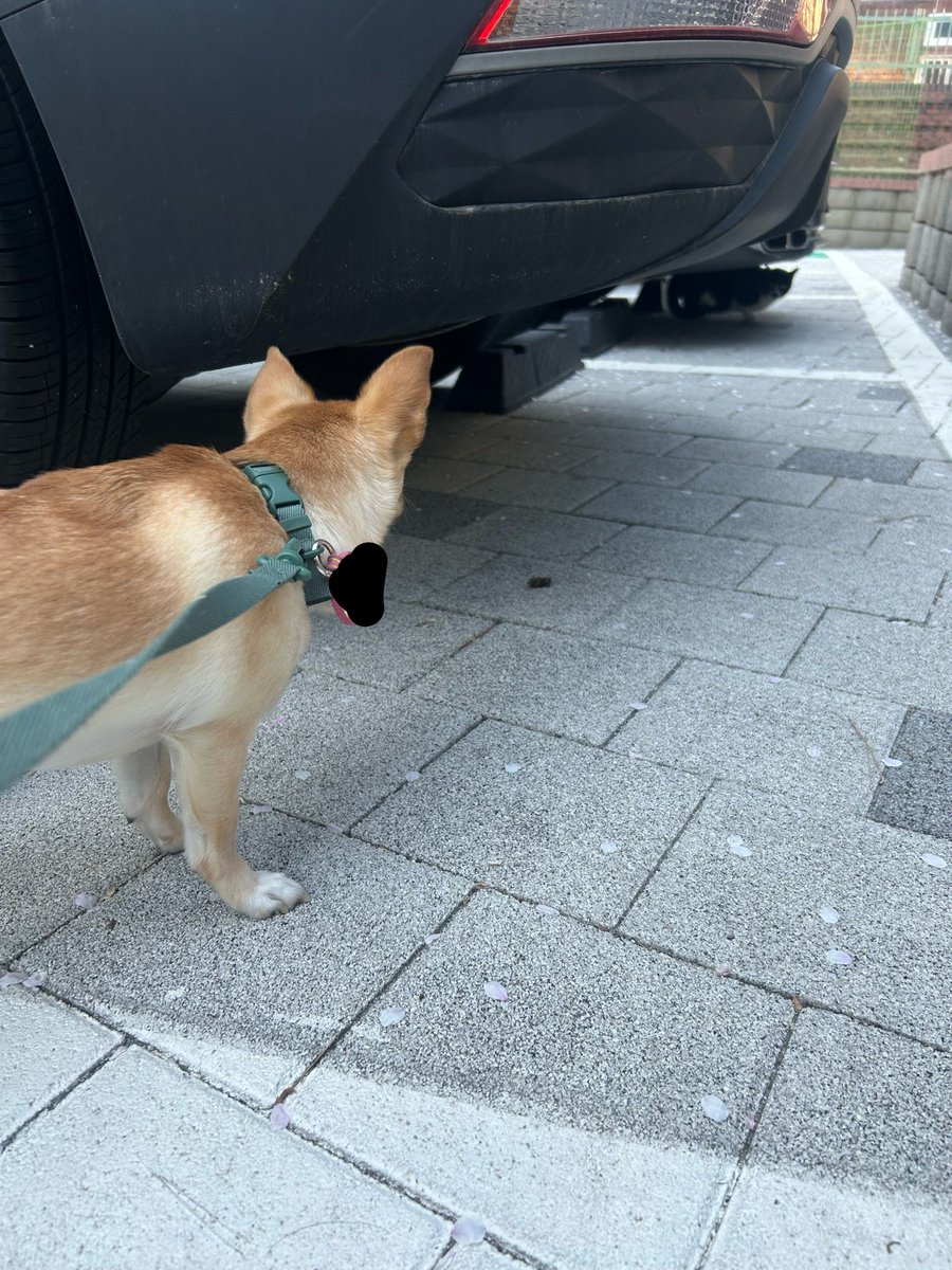 밥푸리 tweet media