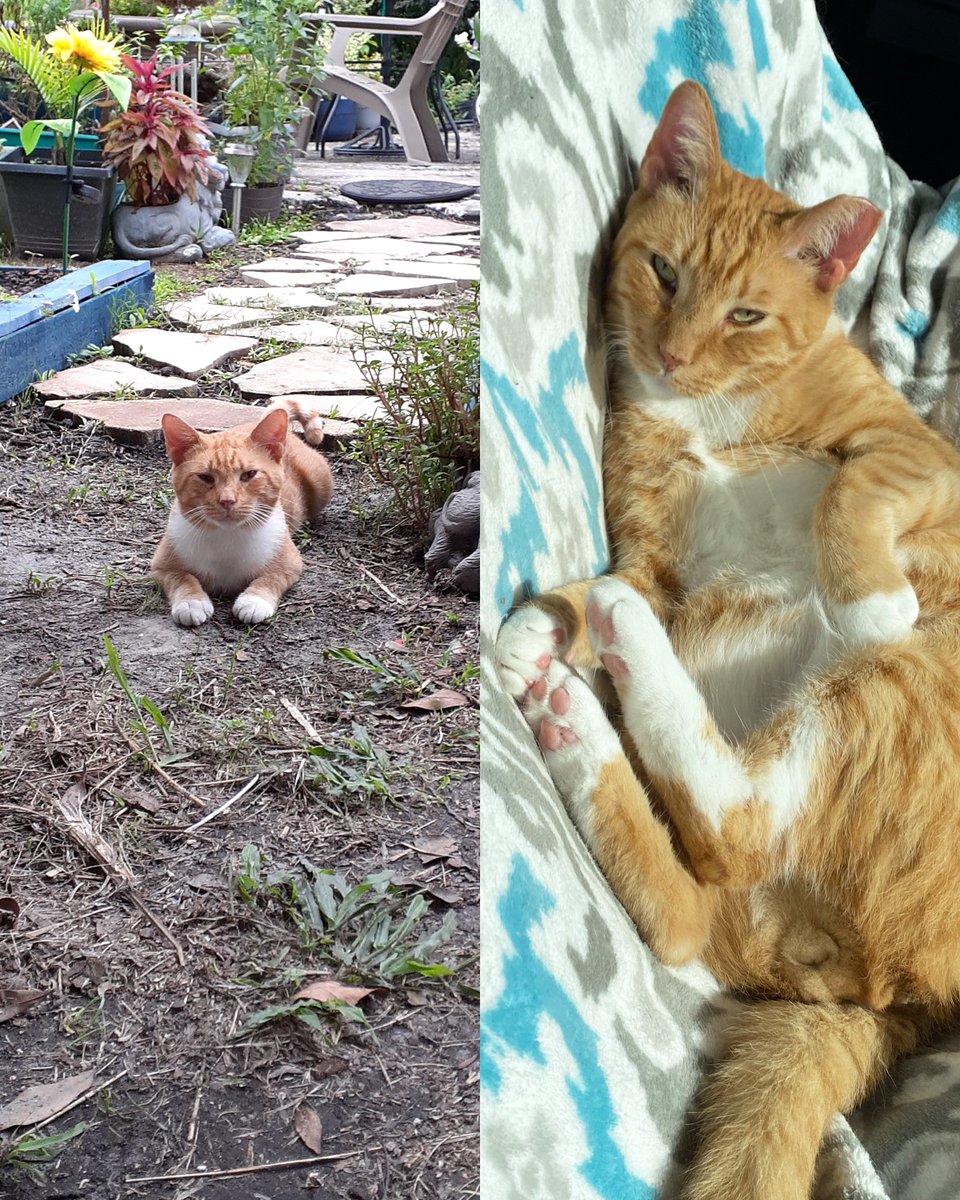 ColeTheBlackCat's tweet image. Bond when he first appeared in our backyard... and 5 years later sunbathing in his favorite comfy spot safe inside 🥰🧡

#WaybackWednesday #ThenAndMeow #FromFeralToFamily #Cats