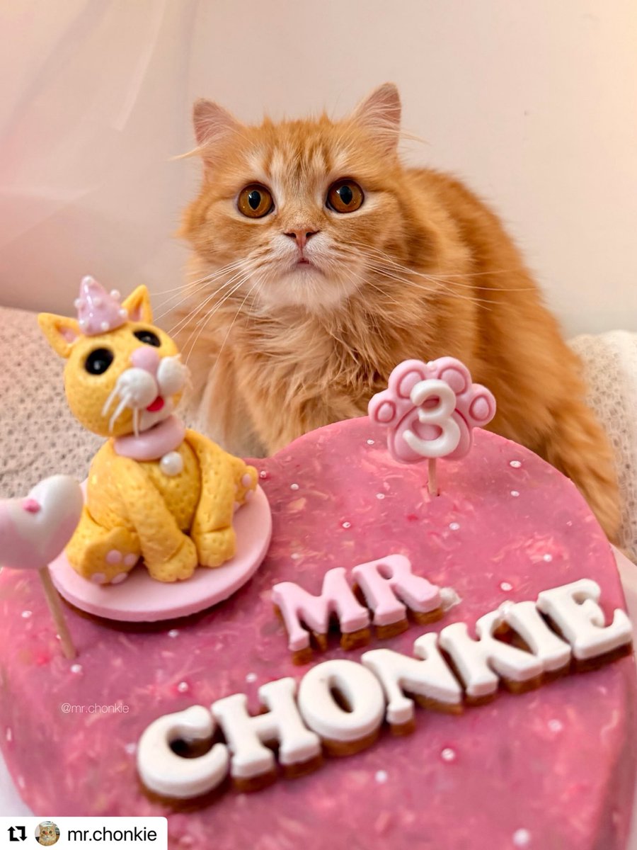 kaptn98's tweet photo. Celebrating Mr. Chonkie’s 3rd birthday 🐾💜
Custom cake crafted with pet‑safe love.
Planning a special day for your fur baby? We’ve got something purr‑fect waiting!

+91 9910047238
https://t.co/sOxcnclDcN

#barkonbarkery #catbirthday #mrchonkie #petcelebration https://t.co/llujvkbolc