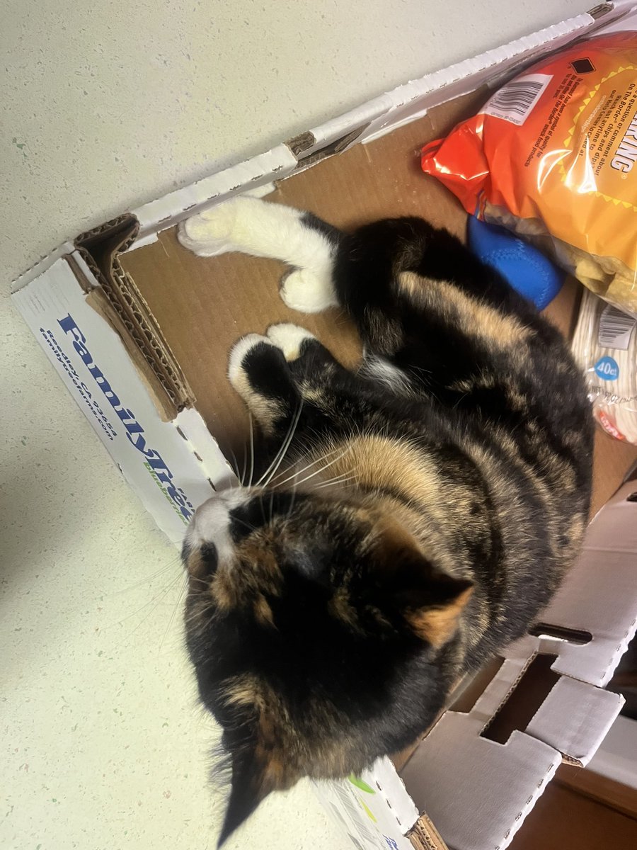 pubby 𐂯 tweet media