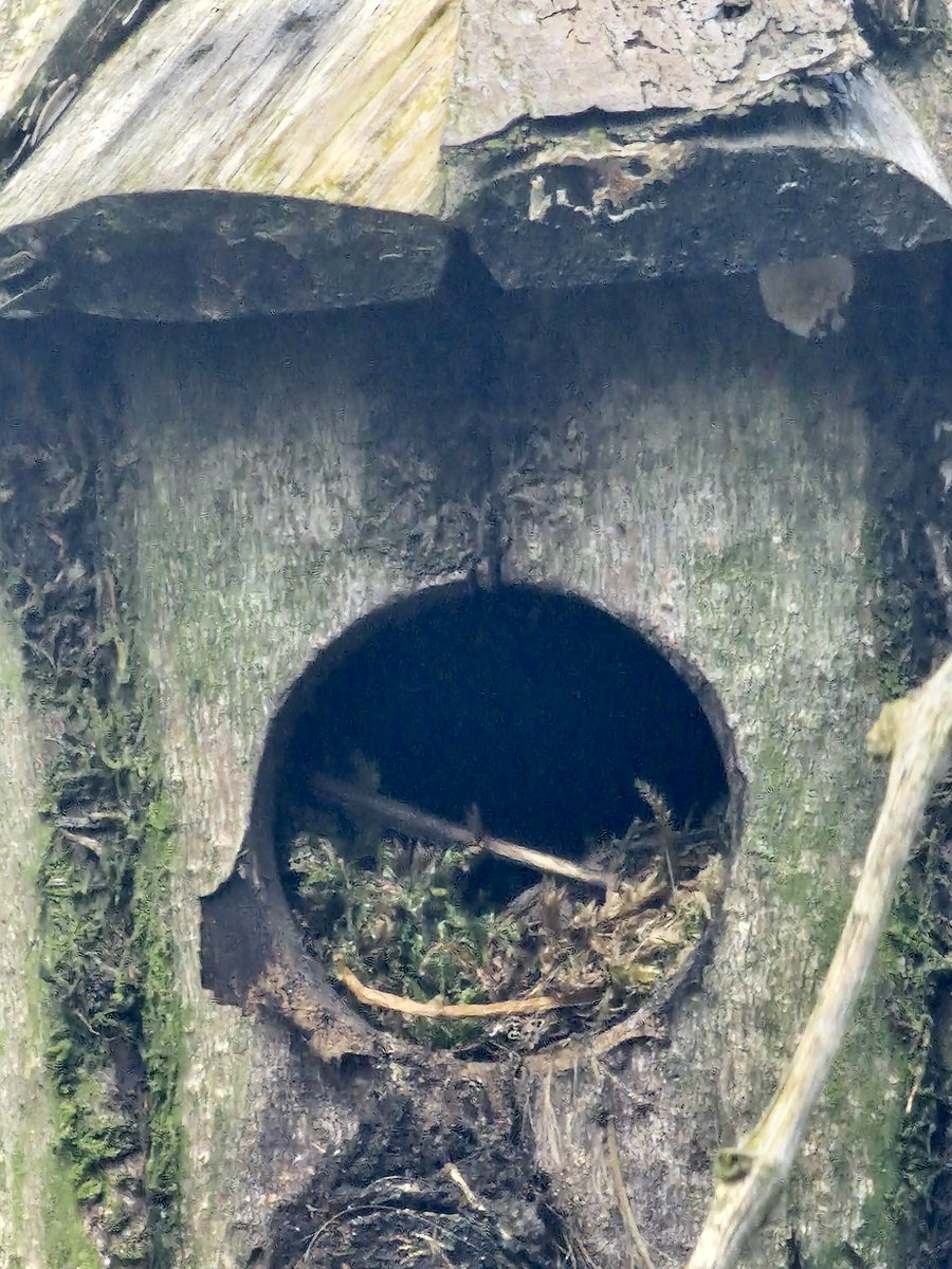 writersorcha's tweet photo. Rhiannon, Celtic Goddess of birds and Queen of Faerie, is smiling on us this spring. 🥹 JennyWren has returned home to nest in her box and has new neighbours - bluetits in the silver birch and a robin in the woodshed. Obviously an up and coming area.
#avianmaternityunit https://t.co/XxjnSbfhHF