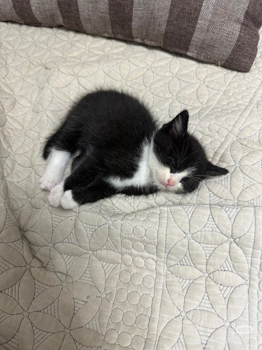 popular cats post tweet media