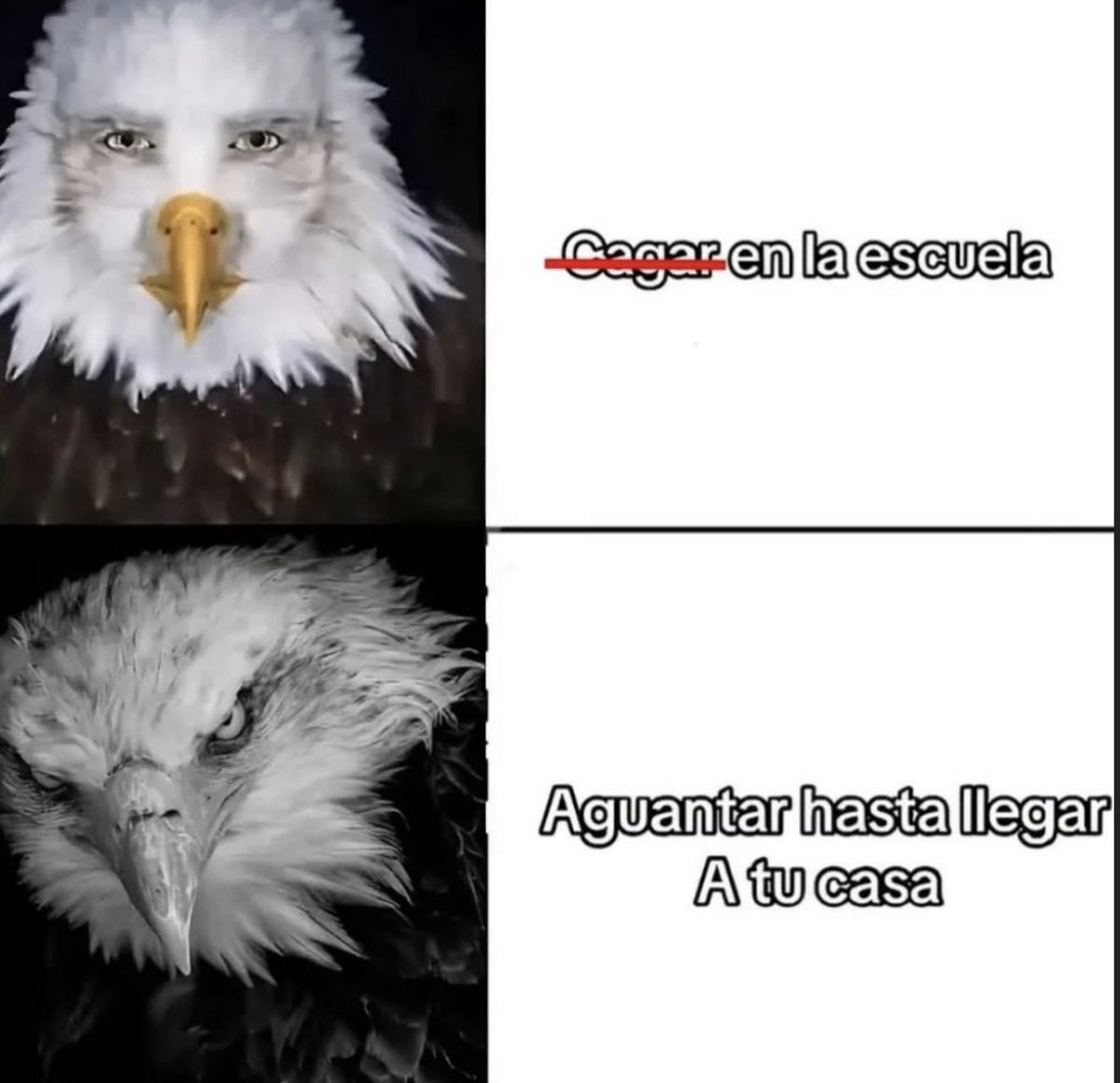 Memakker tweet media