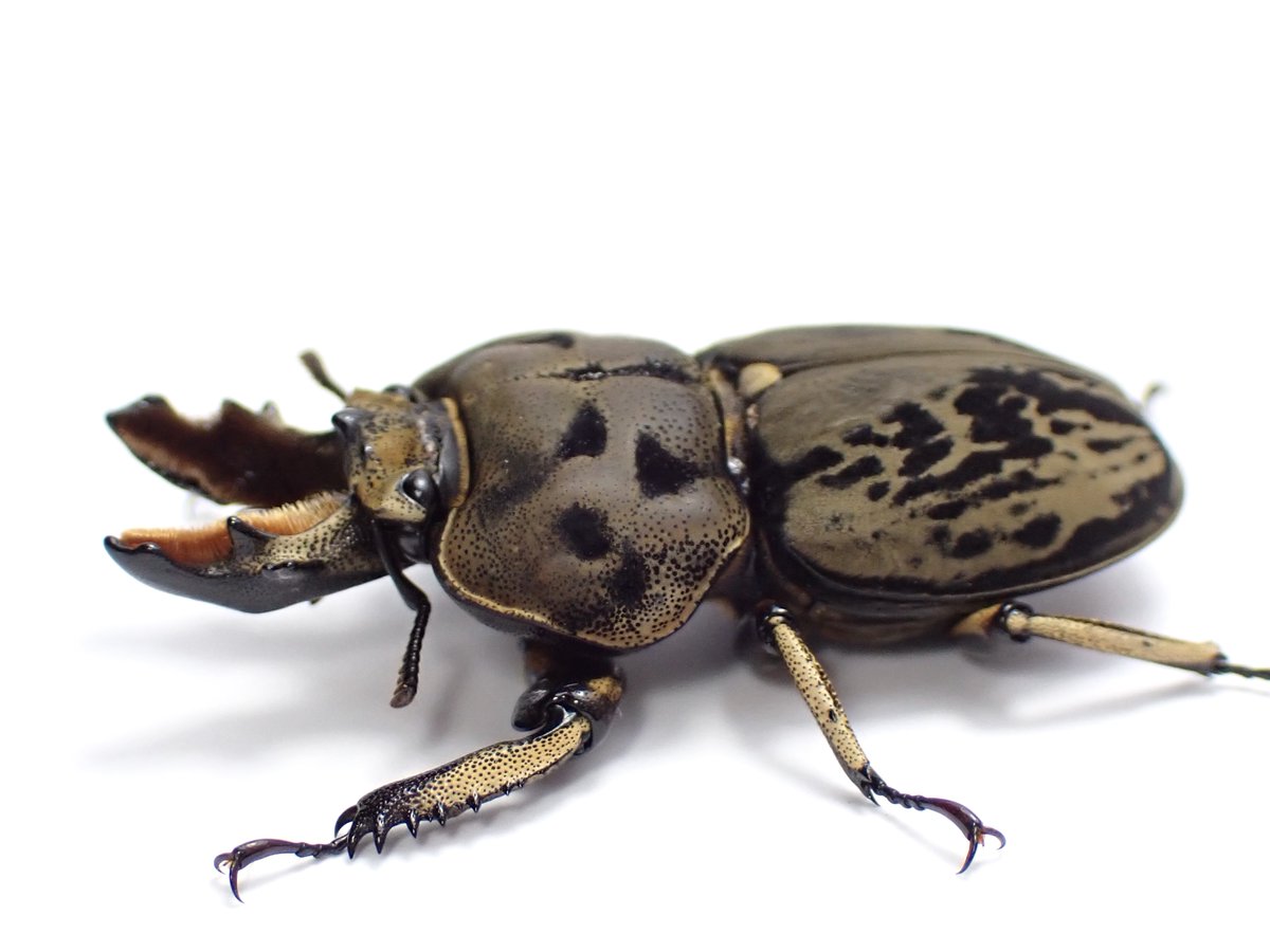 わたくわ tweet media