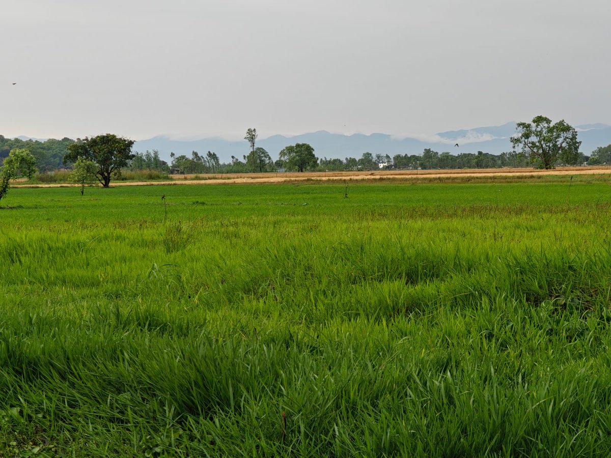 Prasun Dwivedi tweet media