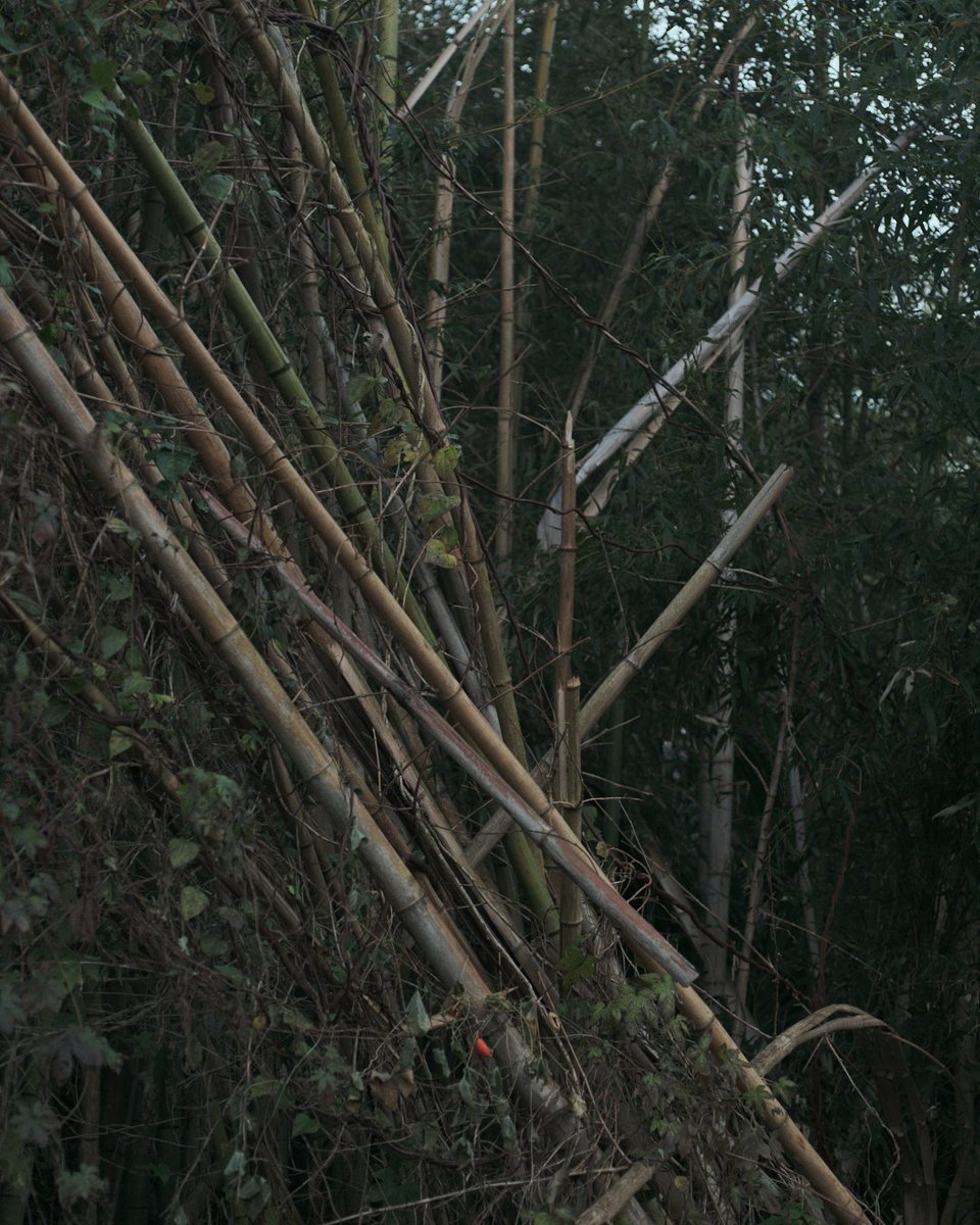 namgriffel's tweet photo. #landscape
#bamboo
#gfx100s https://t.co/D4vYinj9R8