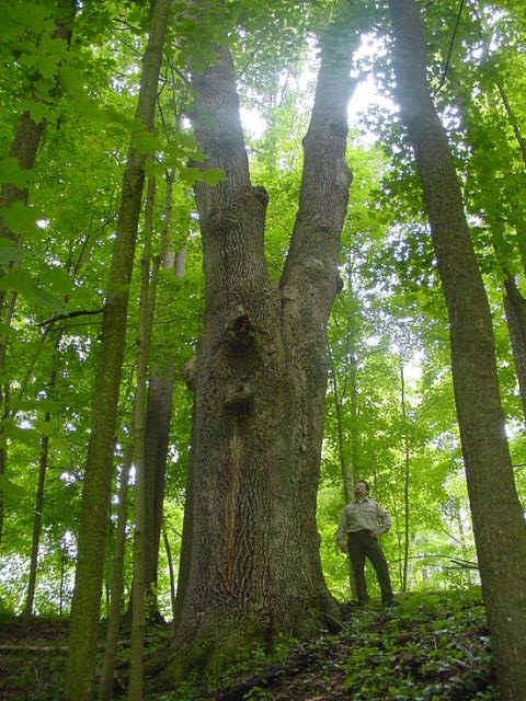 WV Forestry tweet media