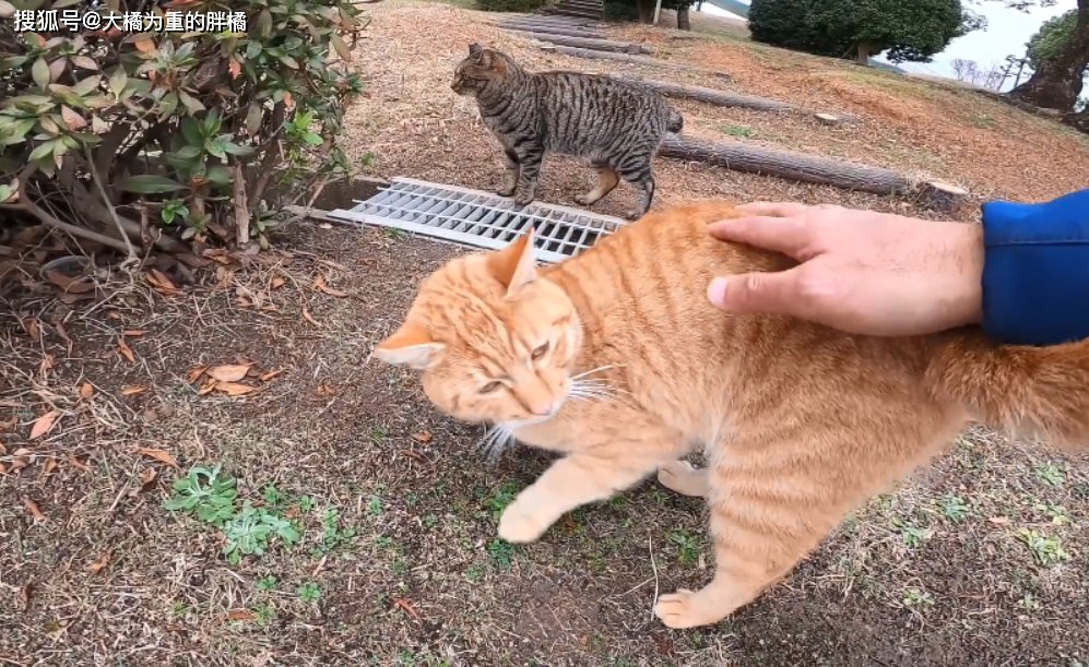 gemy gamal tweet media