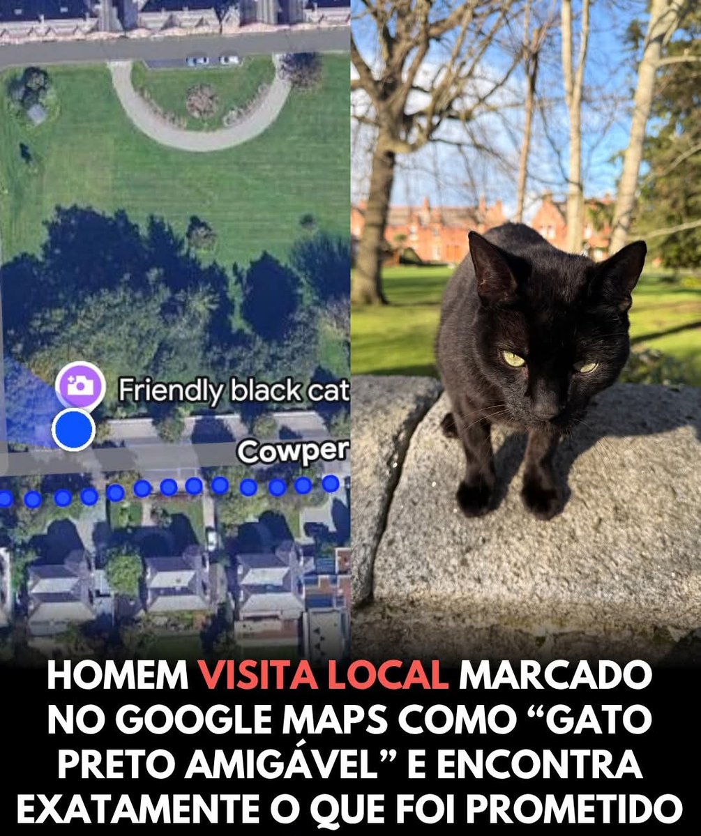 Tudo começou com uma marcação curiosa no Google Maps indicando “gato amigável” em um pequeno parque.

A princípio, parecia apenas uma brincadeira comum da internet, daquelas que muita gente ignora. Mas, curioso, um homem decidiu ir até o local para ver se aquilo realmente
