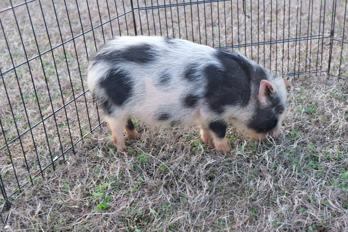 readtothem's tweet photo. We were delighted to be invited to Family Literacy Night at Patrick Copeland Elementary School in Hopewell, VA. They celebrated reading "Charlotte's Web" together with food, games, face painting, a petting zoo, and more. It was a wonderful event. Thank you, Patrick Copeland ES! https://t.co/pcux9o6po4