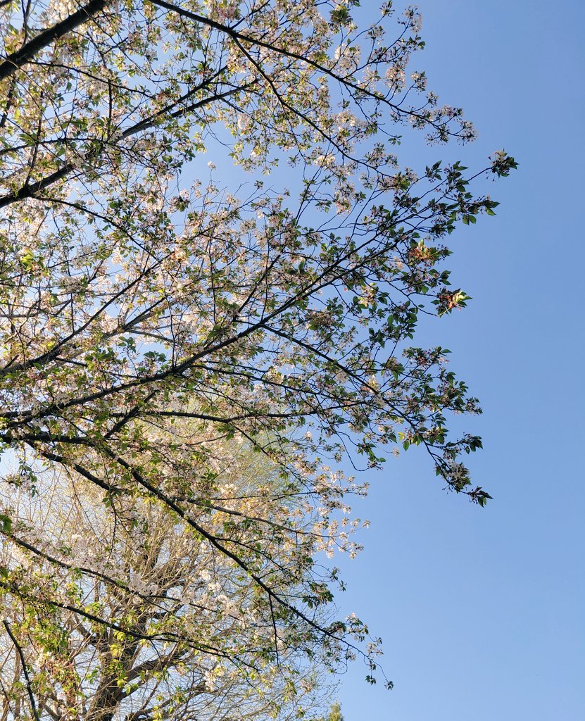 ao_macci_'s tweet photo. お花見行ったけど葉桜すぎた https://t.co/98mf8gQrjT