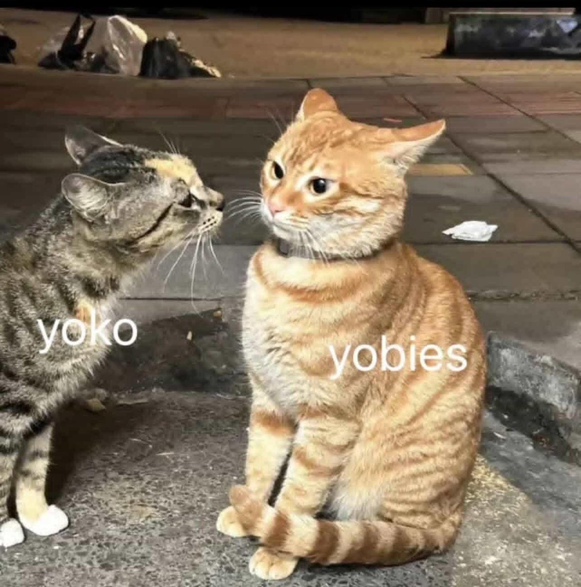 去数星星yo几颗_Xin tweet media