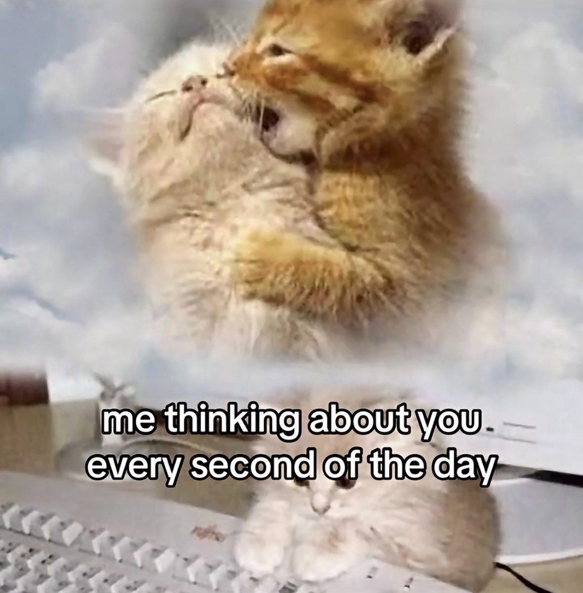 literallymecats's tweet photo. https://t.co/ZHLwoK51gS