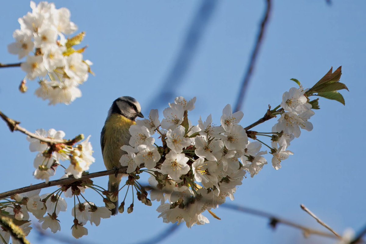 Gijs🐈⬛ & Saartje🐈⬛ en Antwan🙋🏼♂️ tweet media