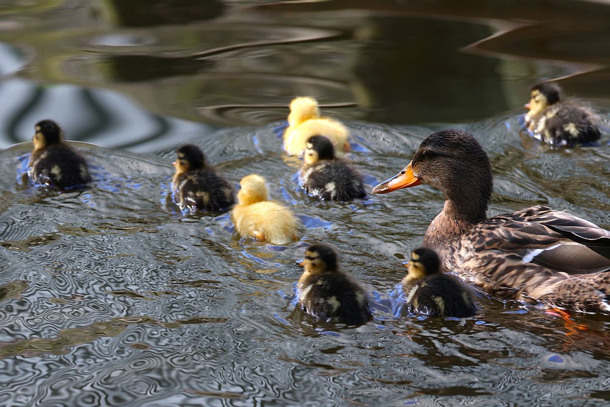 Gijs🐈⬛ & Saartje🐈⬛ en Antwan🙋🏼♂️ tweet media