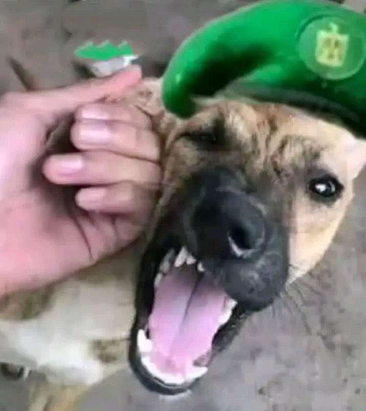 ShadowCommand tweet media