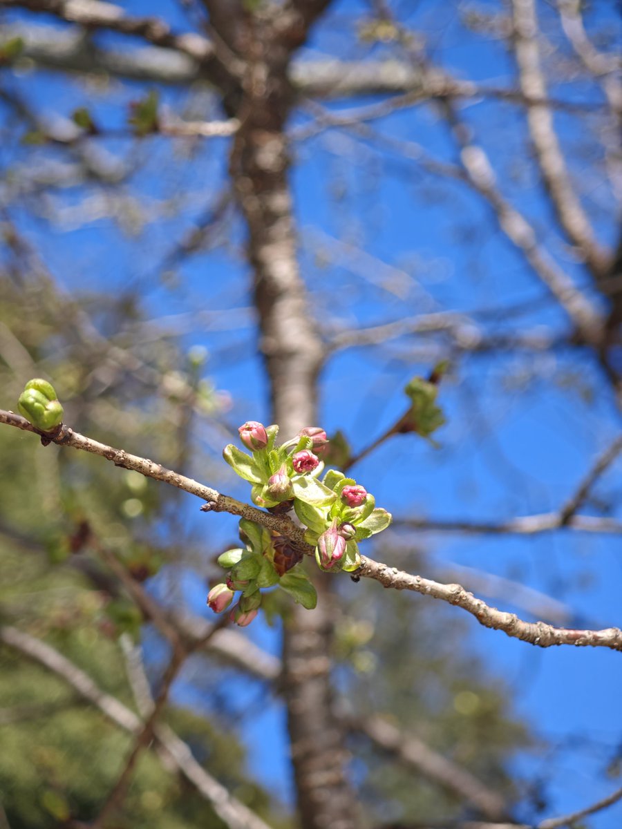 🕊みっちょん*⋆✈💒🎠𓂃ᴍɪɴɪ tweet media