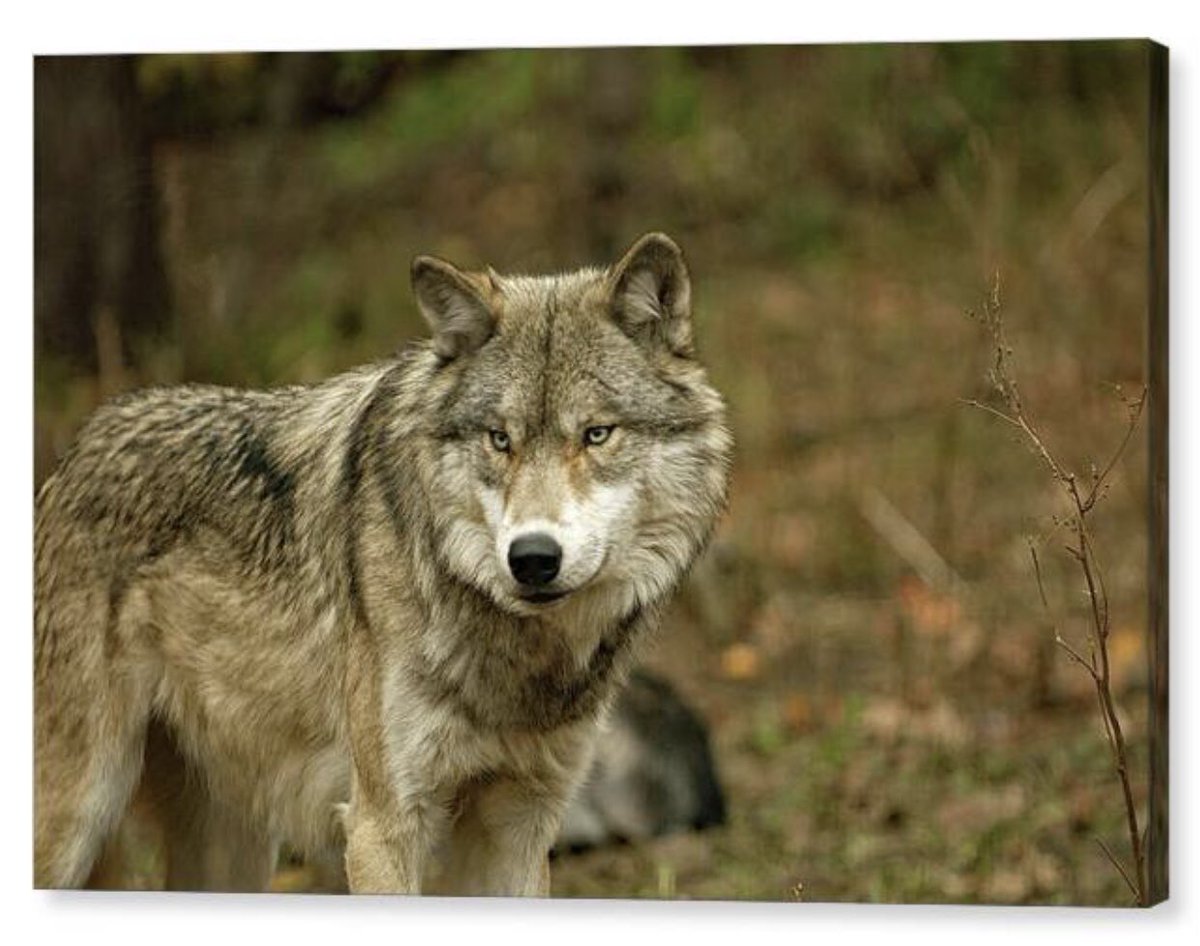 shonna99784's tweet photo. Haliburton, Ontario - Grey Wolf in Autumn Forest https://t.co/HL1mQGKyOI 

Check out the link to view this capture on canvas and other products.

#Haliburton #Ontario #GreyWolf #AutumnForest #CanvasPrint #BuyIntoArt #FineArt #ShonnaHawkins https://t.co/ravWeCokkq