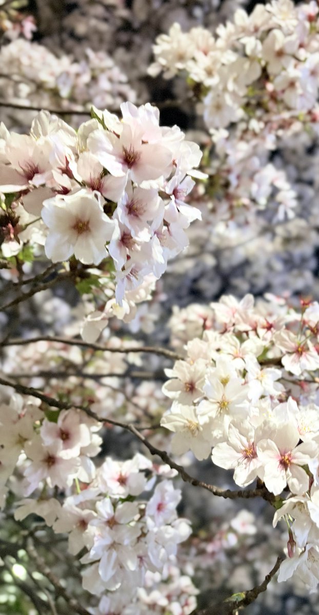 ひなせ tweet media