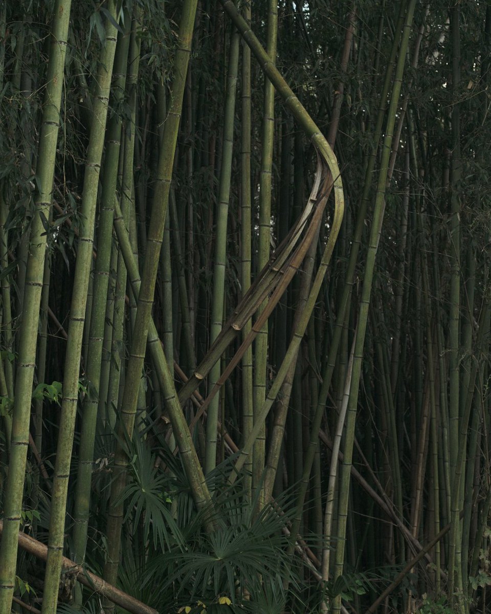 namgriffel's tweet photo. #landscape
#bamboo
#gfx100s https://t.co/D4vYinj9R8