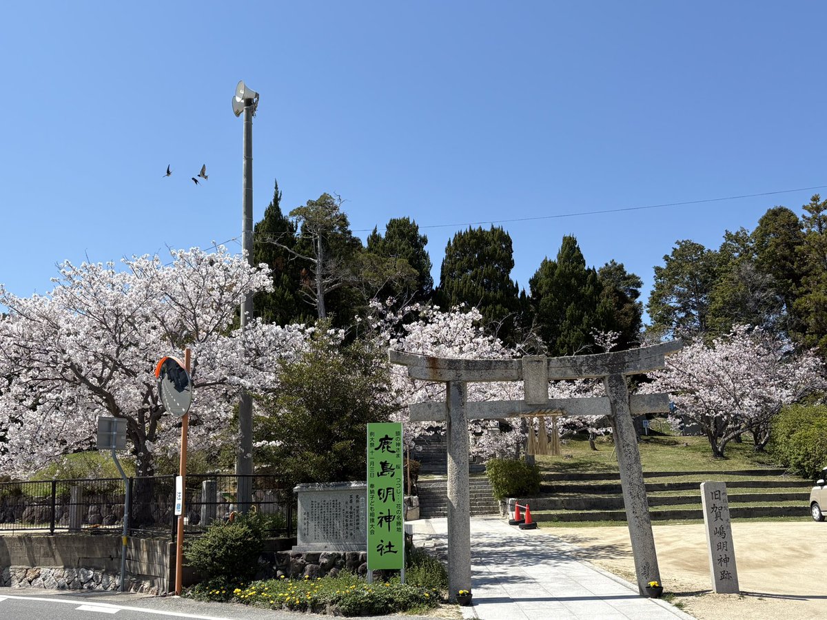 小豆島は朝晩がまだ寒いので桜がようやく満開になりました(^^)