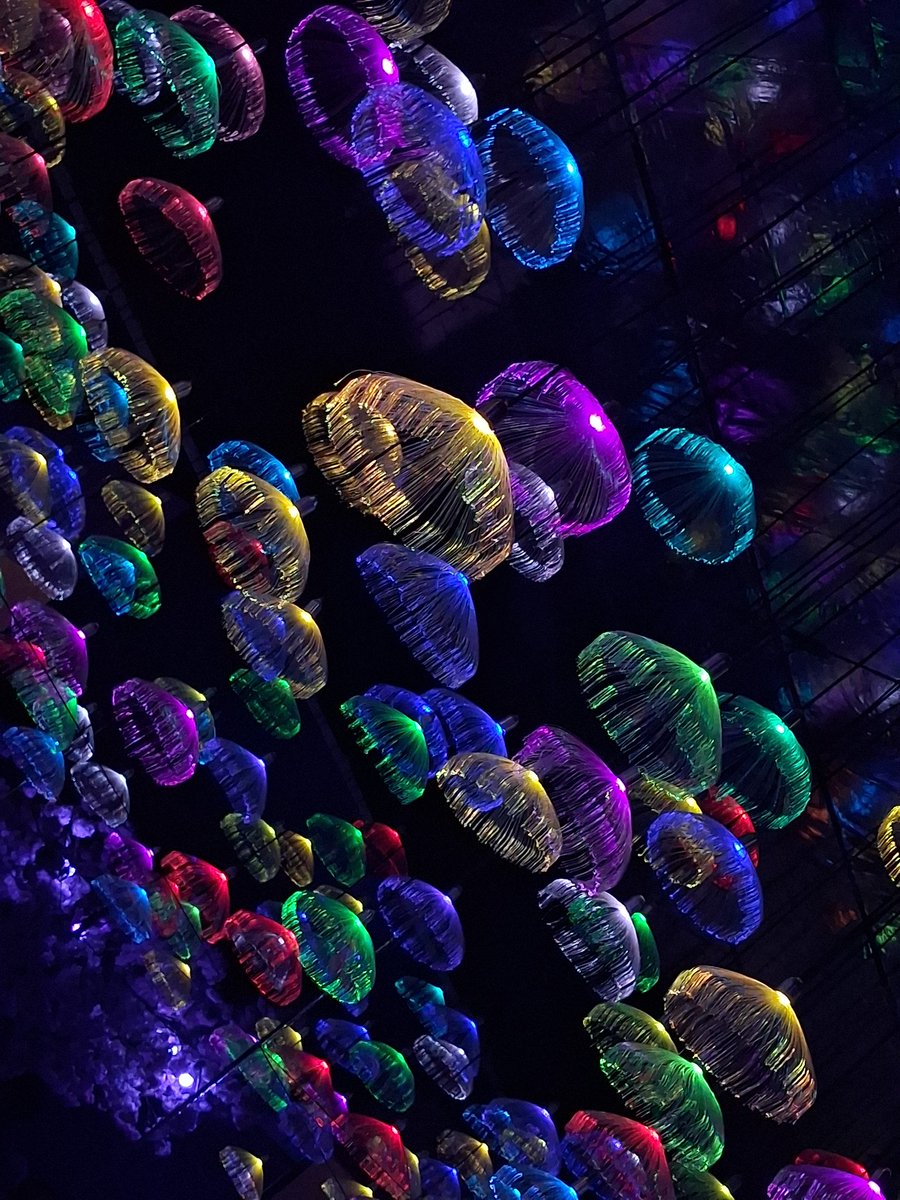 Cochoo Cookie 🍪 tweet media