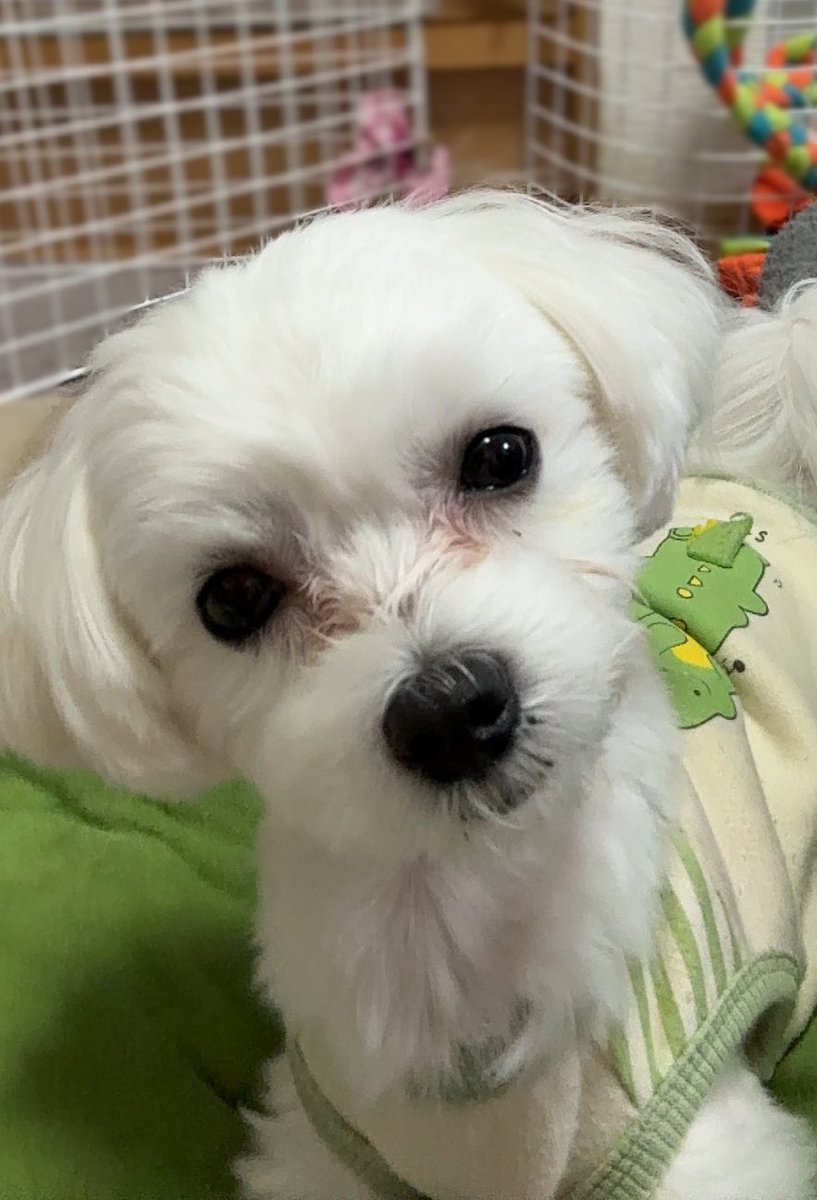 noa_the_dog's tweet photo. https://t.co/c42zLReEC0
