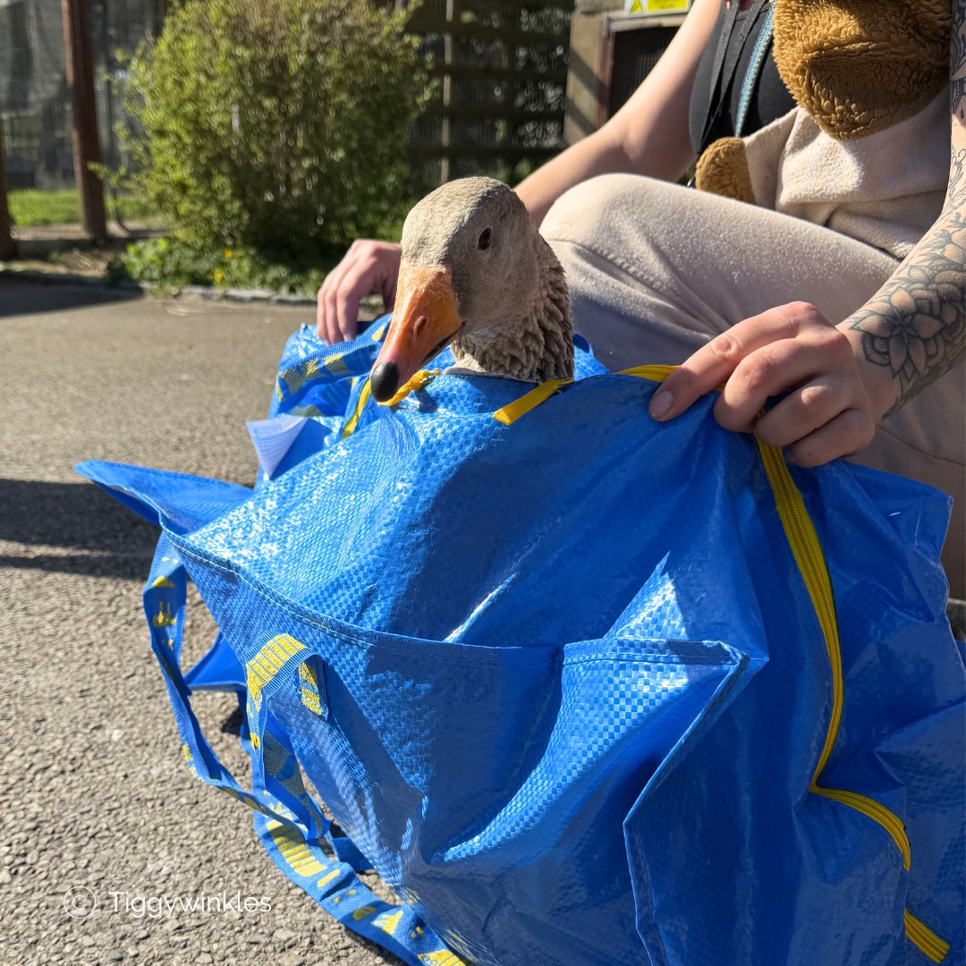 Tiggywinkles tweet media