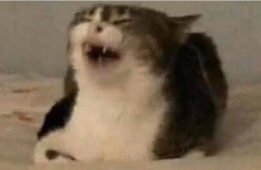 Cony (L)✨ tweet media