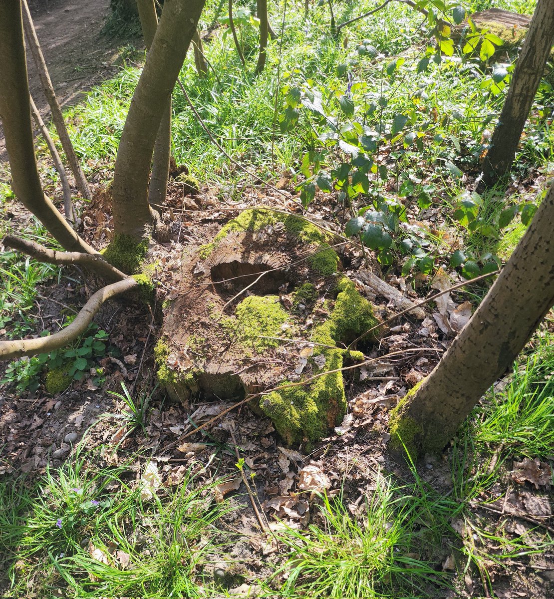 Moon Dragon tweet media