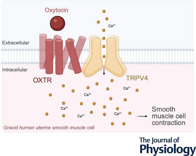 Journal of Physiology tweet media