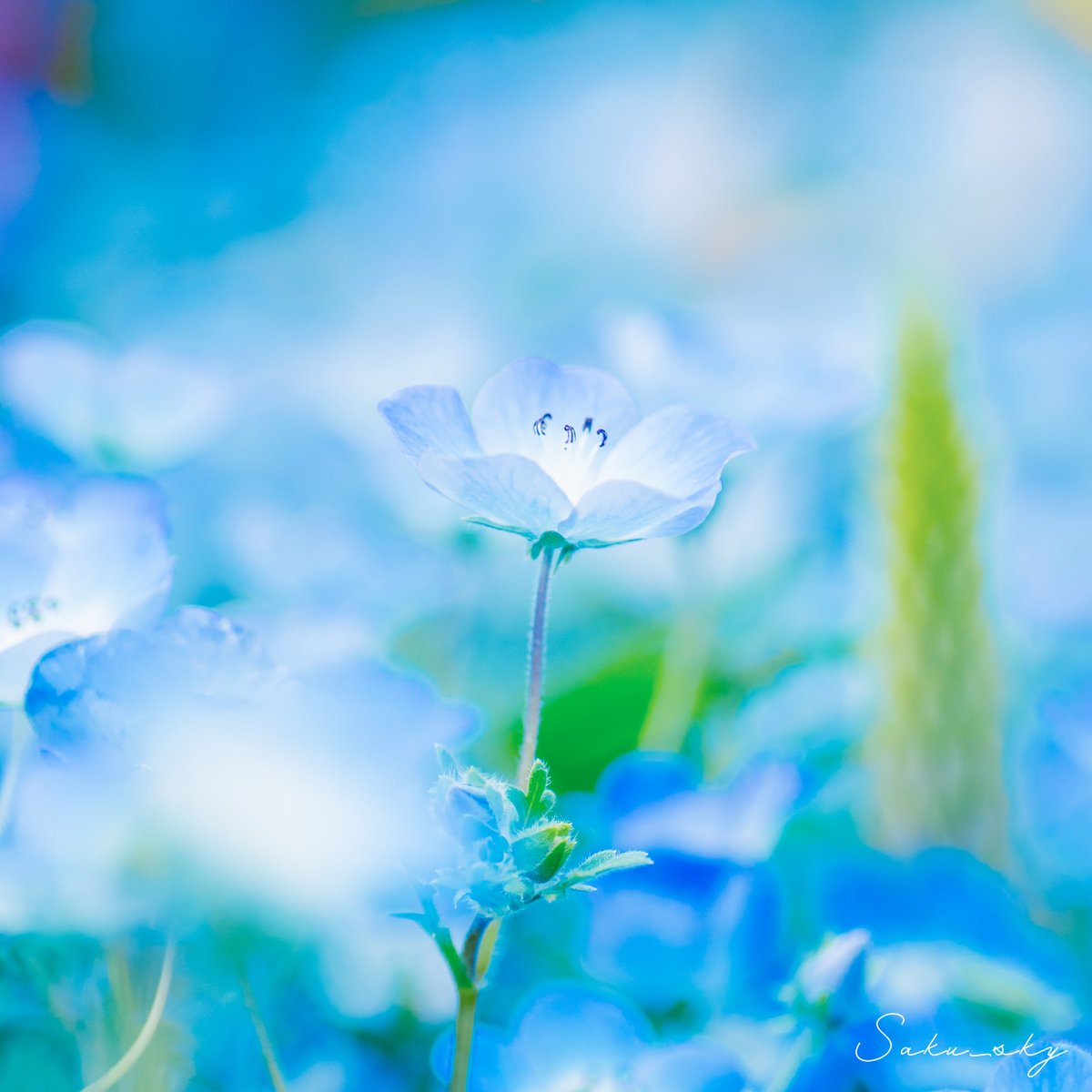 朔-ｻｸ-☆写真撮る人📷 tweet media