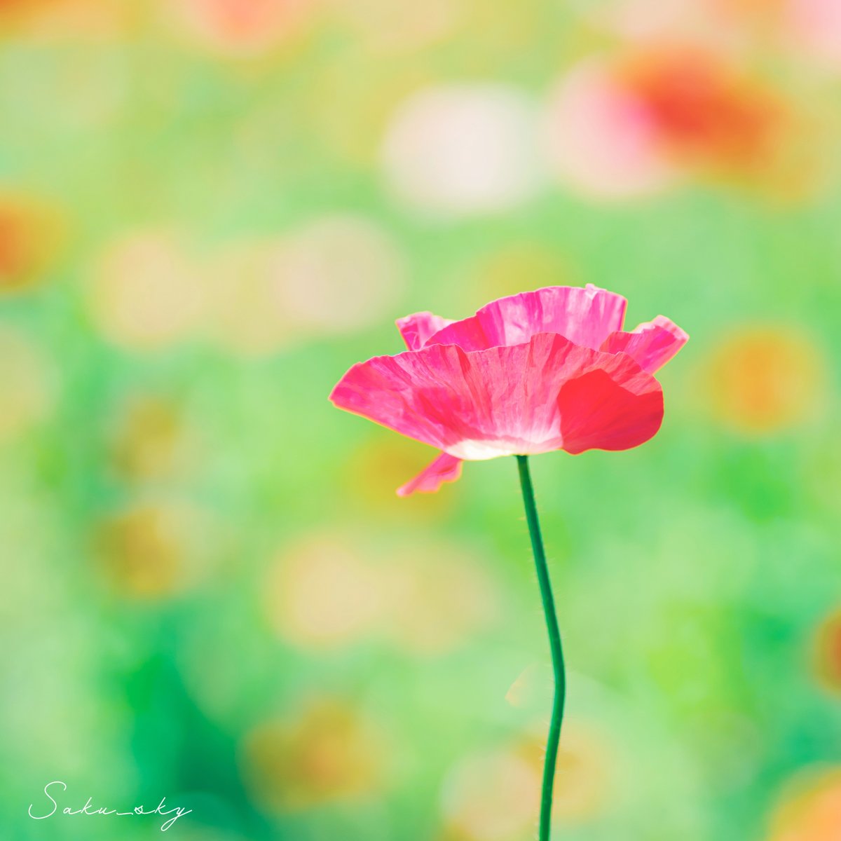 朔-ｻｸ-☆写真撮る人📷 tweet media